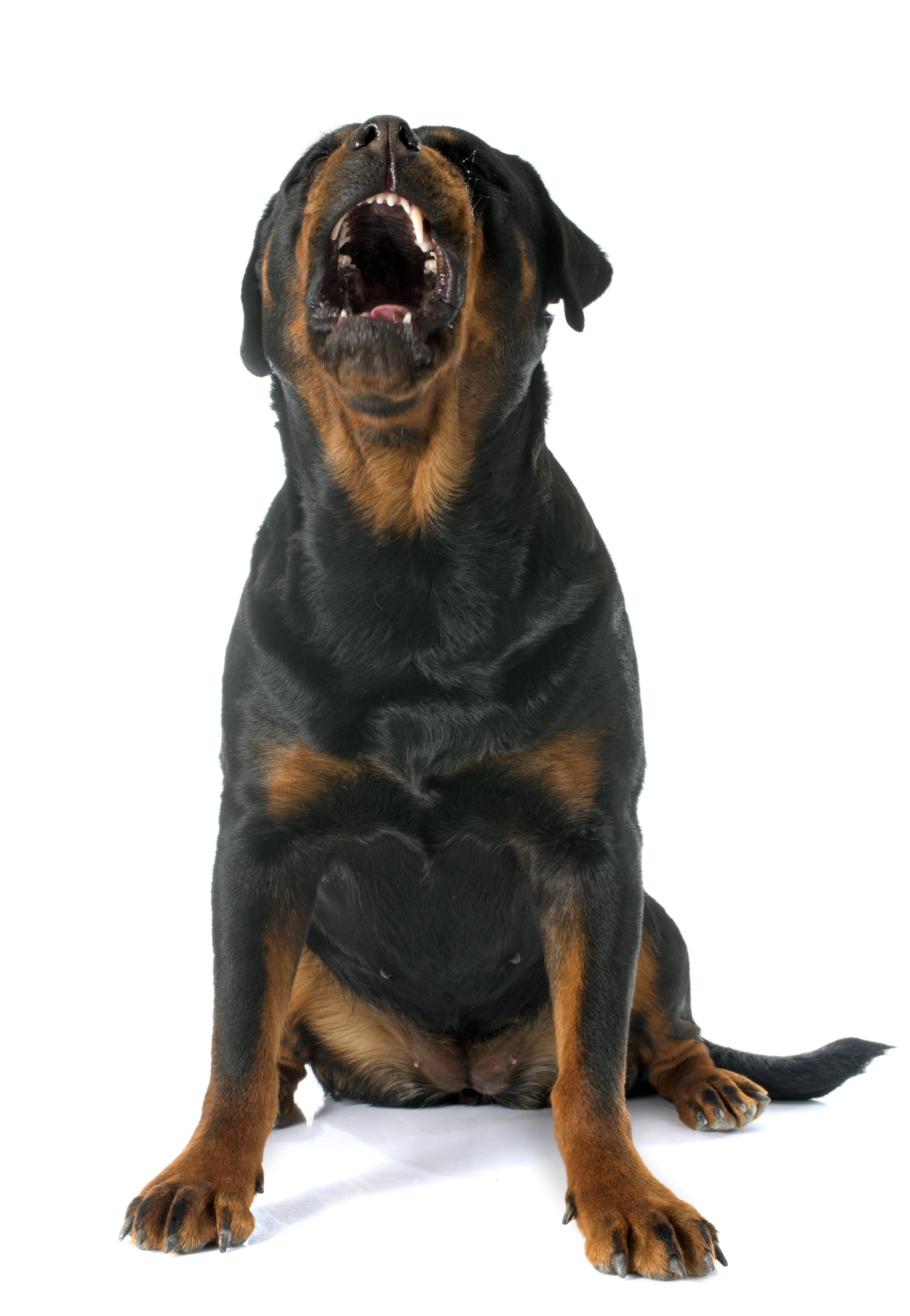 rottweiler Barking Dog