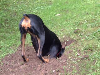 Dog Dig