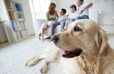 renting-with-pets